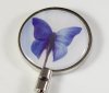 Blue Butterfly